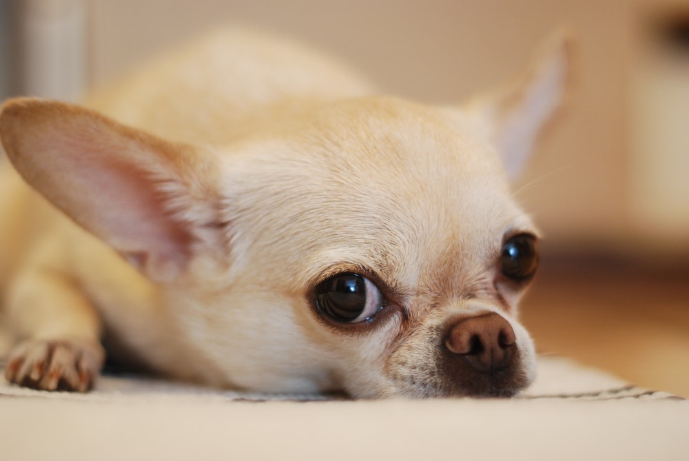 Chihuahua Welpe guckt süß